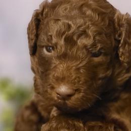 Boy 3 - Goldendoodle puppy in Noxapater, Mississippi from Southern Grace Goldendoodles