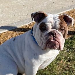 Bulldogs from Dallas Finest Bulldogs