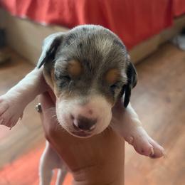 Spot - Dapple male Dachshund puppy in Yuba City, California from The Navarro Furbabies