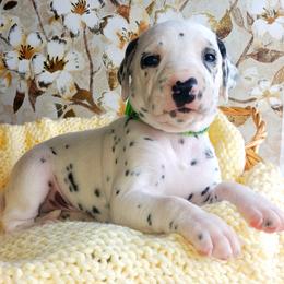 Dalmatian and Poodle Puppies from Reeves Family Standards