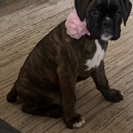 Polly pocket - Brindle female Boxer puppy in Bethel Park, Pennsylvania from Goodfella Boxers