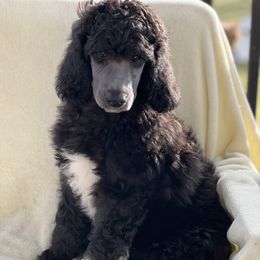 Channing Boy 7 - Silver Poodle puppy in Bristol, Virginia from Schrute Farms Standard Poodles
