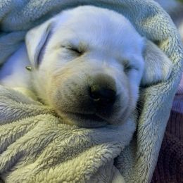 Labrador Retriever Puppies from Chateau St. John