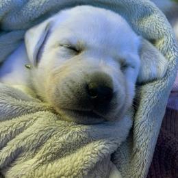 Labrador Retriever Puppies from Chateau St. John