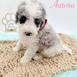 Aurora - Blue merle female Bernedoodle puppy in Omaha, Nebraska from Whimsy Doodles