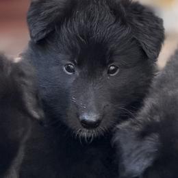 Girl 3 - Black female Belgian Sheepdog puppy in Nazareth, Pennsylvania from Chancery Belgians