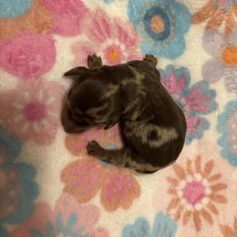 Ivy - Dapple female Dachshund puppy in Lufkin, Texas from L & A Dachshunds