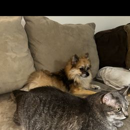 Pomeranian Puppies from Highlander Pomeranians