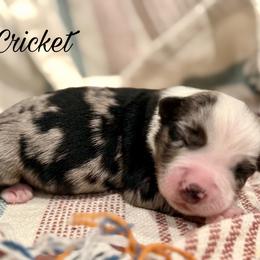 Cricket - Blue merle male Miniature Australian Shepherd puppy in Sandy Hook, Kentucky from RidgeTop Aussies