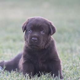Red collar - Chocolate male Labrador Retriever puppy in Marysville, California from Britt Labradors