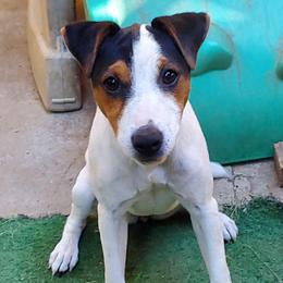 Valentina - Tri-color female Jack Russell Terrier puppy in California from Kimberlite