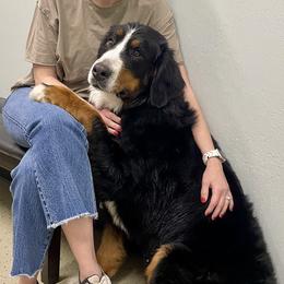 Daisy - Bernese Mountain Dog
