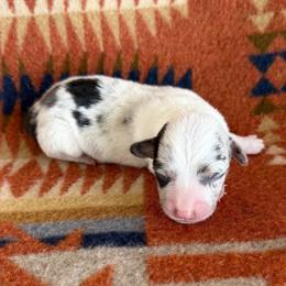 Blue Merle Male 3 - Blue merle and white male American Corgi puppy in Okeechobee, Florida from HotShot Kennels