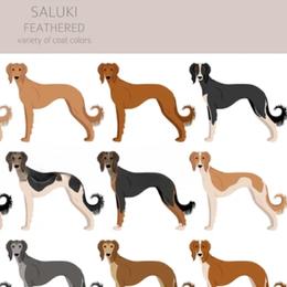 Male 5 - Red male Saluki puppy in Steamboat Rock, Iowa from River Valley Canines