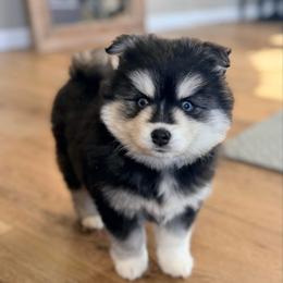 Max - Black and white male Pomsky puppy in Memphis, Missouri from Happy Hills Kennels