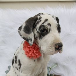 Great Dane Puppies from Cook’s Gentle Giants