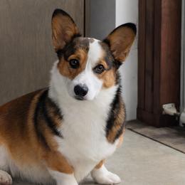 Maddy - Pembroke Welsh Corgi