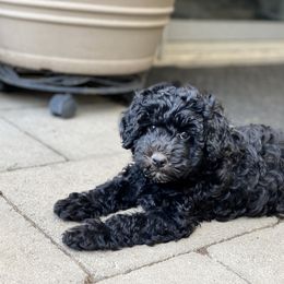 Australian Labradoodle Puppies from Tiny Treasures Australian Labradoodles