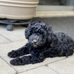 Australian Labradoodle Puppies from Tiny Treasures Australian Labradoodles
