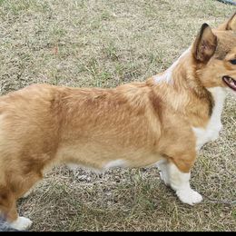 Lily Beth - Pembroke Welsh Corgi