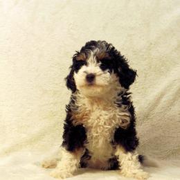 Girl 2 - female Bernedoodle puppy in Mechanicsville, Virginia from Loblolly Moon Farm