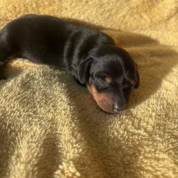 Leo - Black and tan male Dachshund puppy in Humphreys, Missouri from Foster’s Dachshunds