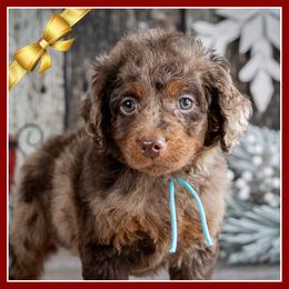 Maple - Brown white and tan male Cockapoo puppy in Connersville, Indiana from Deaz Doodle Ranch