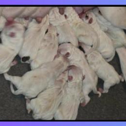 Boy 2 - male American Bulldog puppy in Three Rivers, Michigan from Jemms Kennels