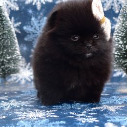Solid black - Black female Pomeranian puppy in Westminster, Colorado from VanityPom’s