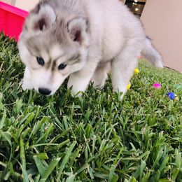 Siberian Husky Puppies from Nykah Siberians