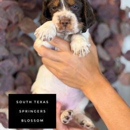 Blossom - Liver white and tan female English Springer Spaniel puppy in Brownsville, Texas from South Texas Springers