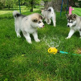 Alaskan Malamute Puppies from Delphi Alaskan Malamutes