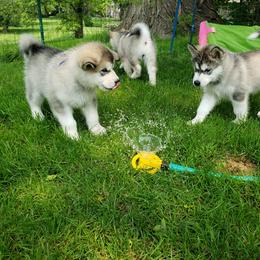 Alaskan Malamute Puppies from Delphi Alaskan Malamutes