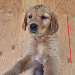 Brandy now Meadow - Dark golden female Golden Retriever puppy in Tenino, Washington from Oak River Goldens'