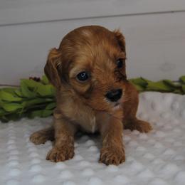 Rusty - Red male Cavapoo puppy in Mountain Grove, Missouri from Dogwood & Sassafras Companions