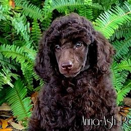 Poodle Puppies from Anna-Ash Poodles