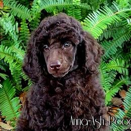 Poodle Puppies from Anna-Ash Poodles
