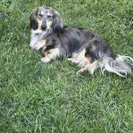 Marshall - Dachshund