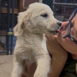 Hades - Light golden male Golden Retriever puppy in Colorado Springs, Colorado from Sharp Guardians and Goldens
