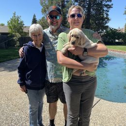 Labrador Retriever Puppies from Red Barn Family Labs