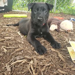Dutch Shepherd Puppies from Blackcraft K9