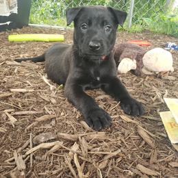 Dutch Shepherd Puppies from Blackcraft K9