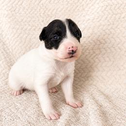 Ruby - Female - Black and white female Border Collie puppy in Avery, Texas from Willa Creek Border Collies