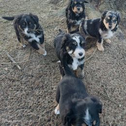 Australian Mountain Doodle, Bernedoodle, Companion Cross, and Shihpoo Puppies from Perfect Companion Puppies