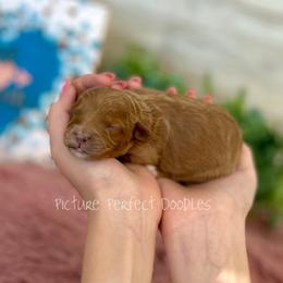 Green collar - Apricot male Cavapoo puppy in St George, Utah from Picture Perfect Doodles