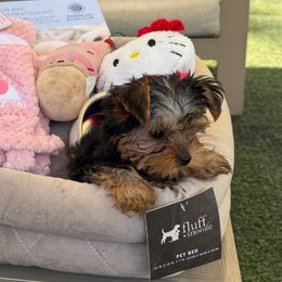 Mia - Blue and gold female Yorkshire Terrier puppy in Phoenix, Arizona from De La Cruz Yorkies