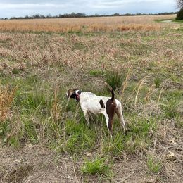 Brittanys, German Shorthaired Pointers, and Labrador Retrievers from SlickRock Retrievers