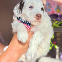 Ocean - male Australian Mountain Doodle puppy in Miami, Florida from Jade’s Paws & Co. Of Miami LLC