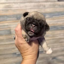 Nala (green) - Fawn female Pug puppy in Hereford, Arizona from Broken Road Ranch Pugs