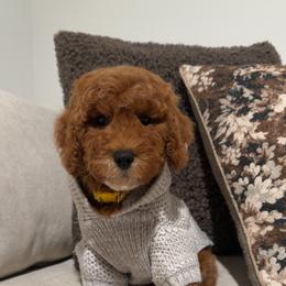 Penny - Red  female Goldendoodle puppy in Anaheim, California from Cuddle Bear Doodles